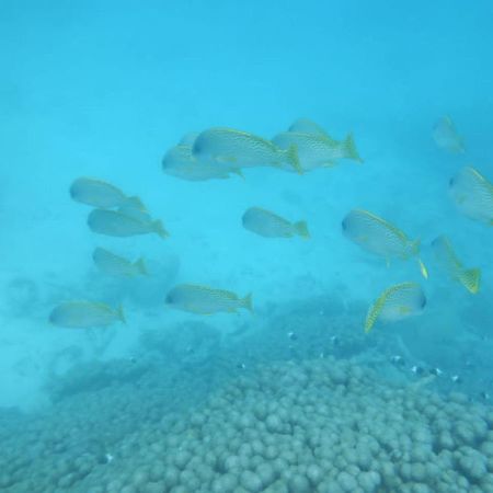 Wasini Raha Snorkeling And Diving Exterior foto
