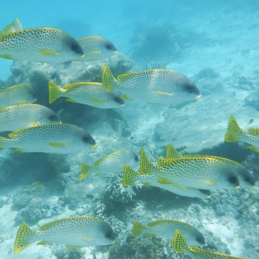 Wasini Raha Snorkeling And Diving Exterior foto