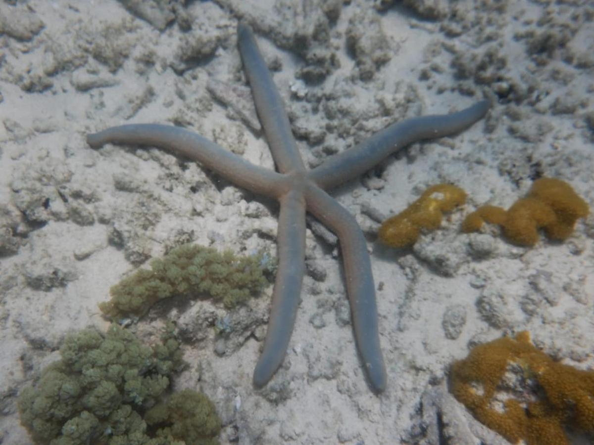 Wasini Raha Snorkeling And Diving Exterior foto