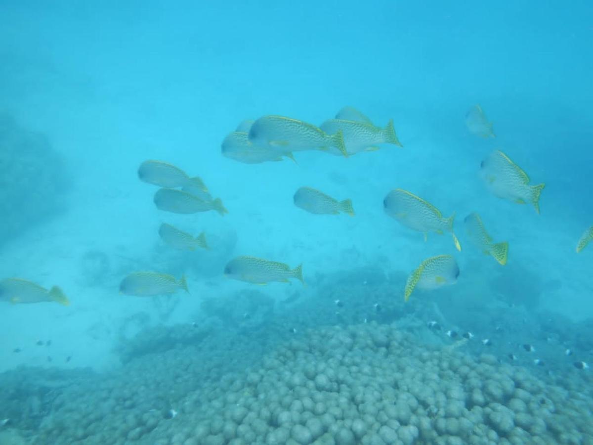 Wasini Raha Snorkeling And Diving Exterior foto