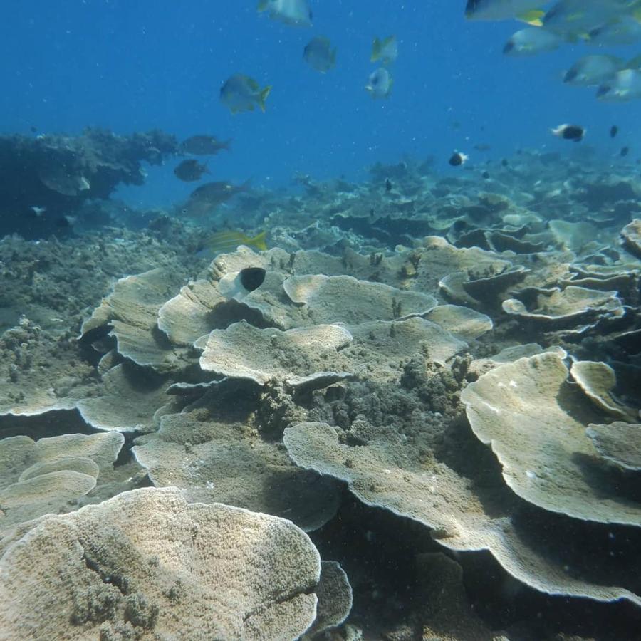 Wasini Raha Snorkeling And Diving Exterior foto