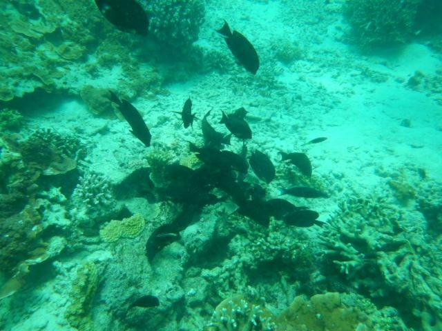Wasini Raha Snorkeling And Diving Exterior foto