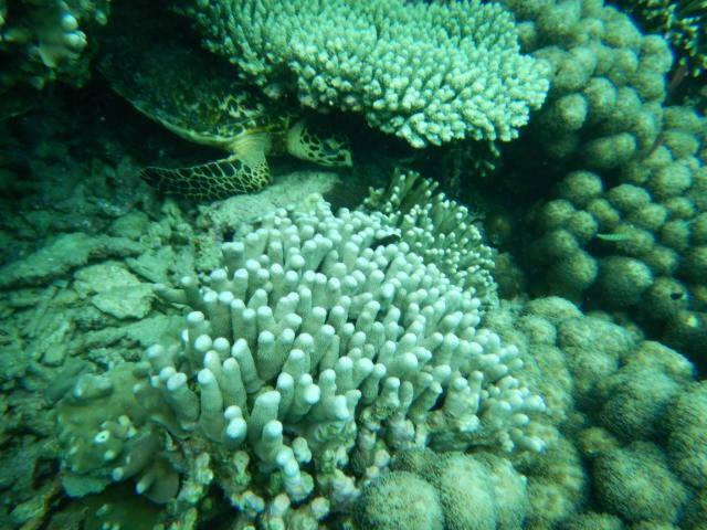 Wasini Raha Snorkeling And Diving Exterior foto